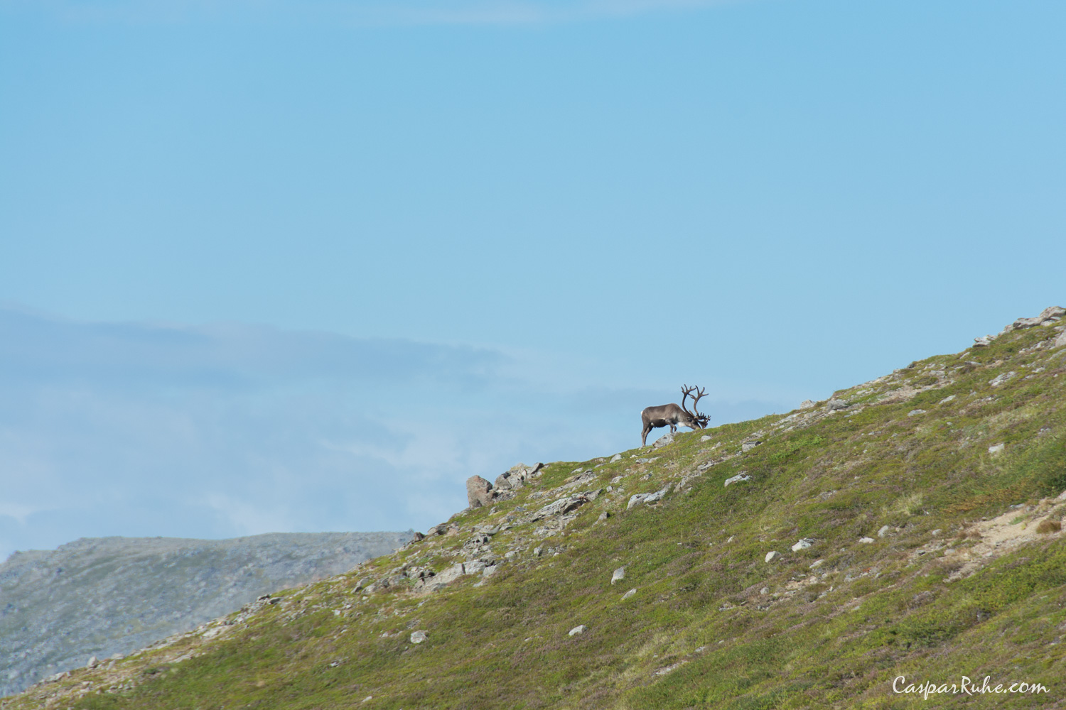 Reindeer